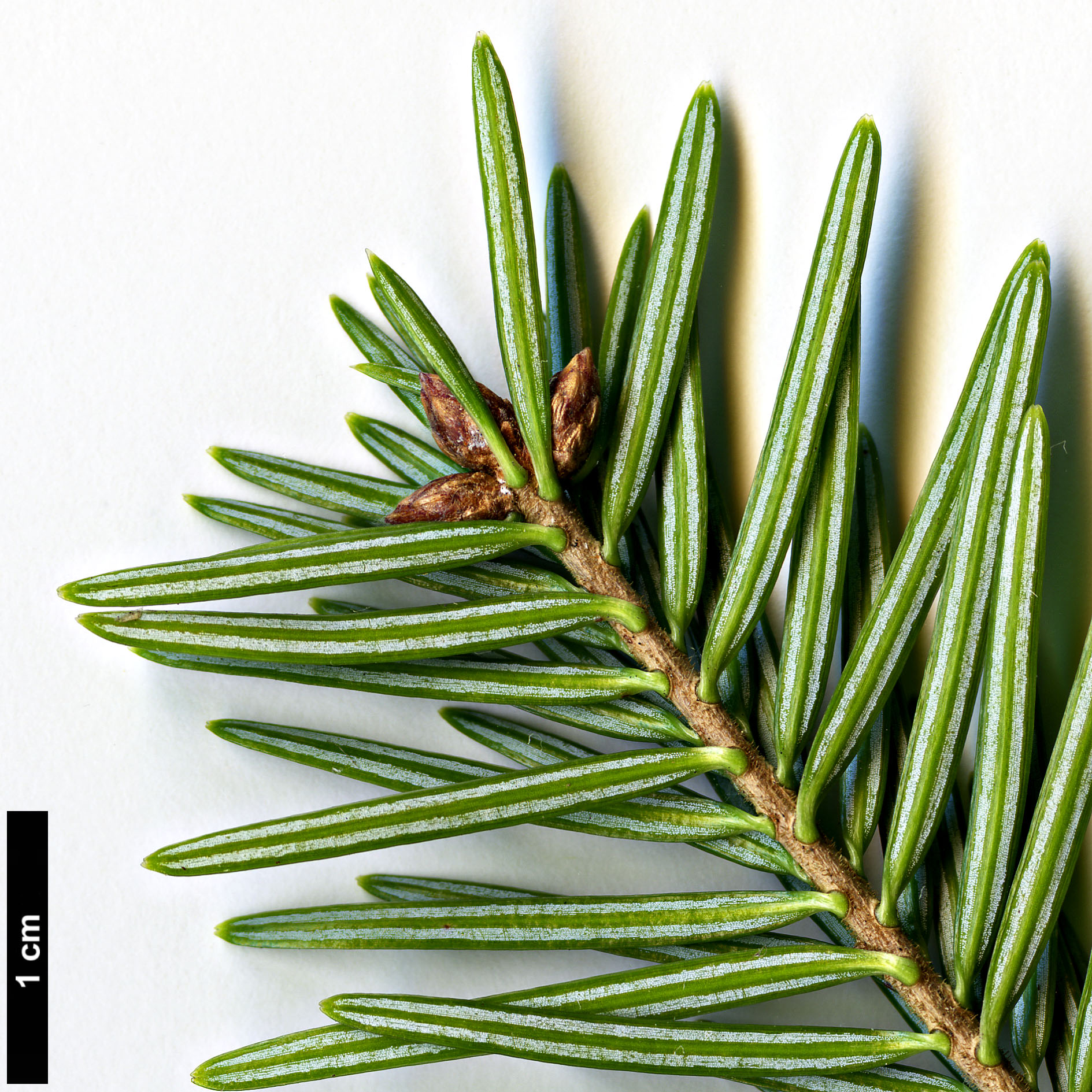 High resolution image: Family: Pinaceae - Genus: Abies - Taxon: ×borisii-regis × A.nordmanniana subsp. equi-trojani High resolution image: Family: Pinaceae - Genus: Abies - Taxon: ×borisii-regis × A.nordmanniana subsp. equi-trojani